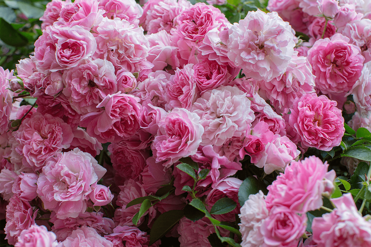 As flores mais bonitas para decorar a casa ou o jardim