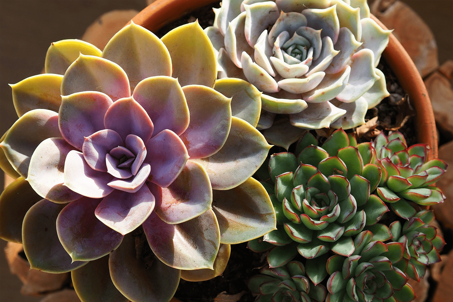 Tipos de suculentas para cultivar e decorar a sua casa